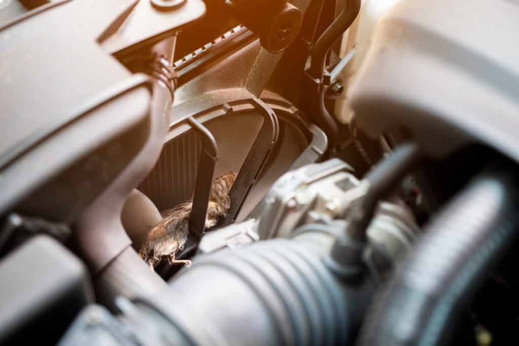 Rodent Builds Nest Inside Car Engine