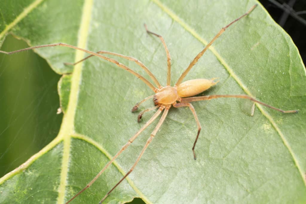 yellow sac spider