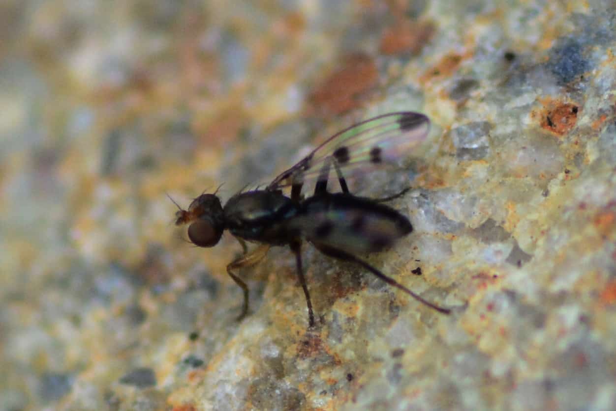 biting midge fly