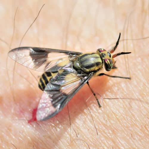 Black fly populations kill livestock, deer