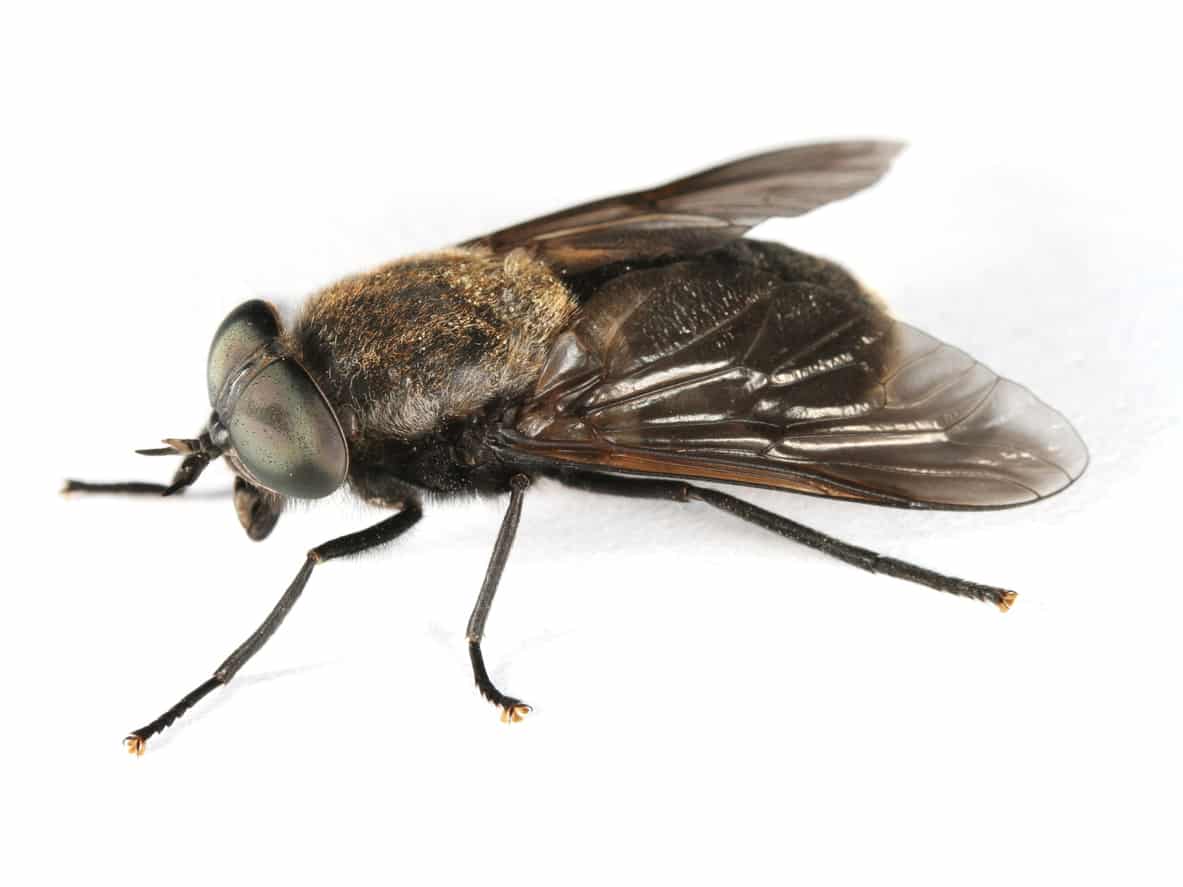 horse fly