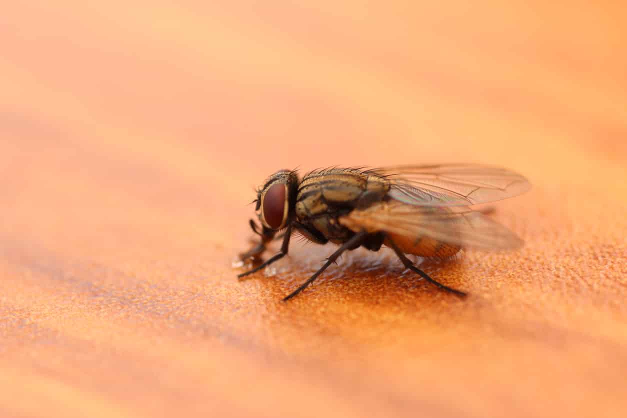 stable fly