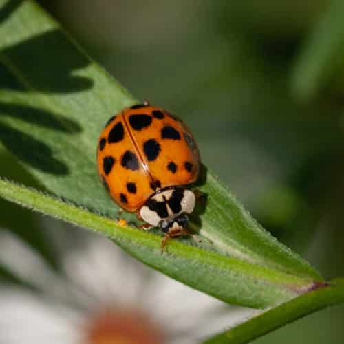 Asian Lady bug, (Harmonia axyridis), Asian Lady Beetle