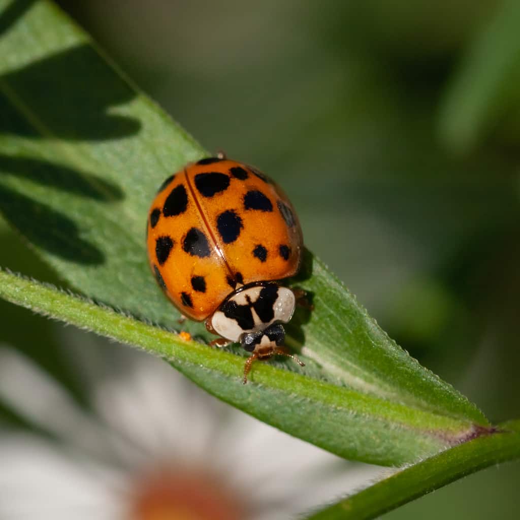 Ladybug vs Asian Lady Beetles - Cascade Pest Control