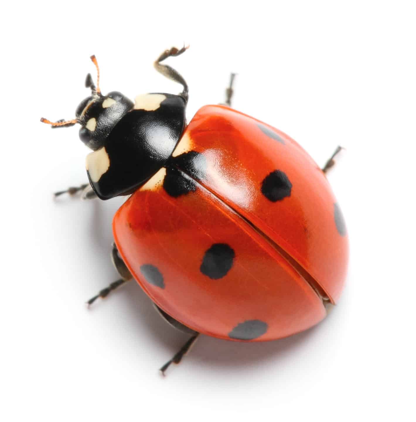 ladybug