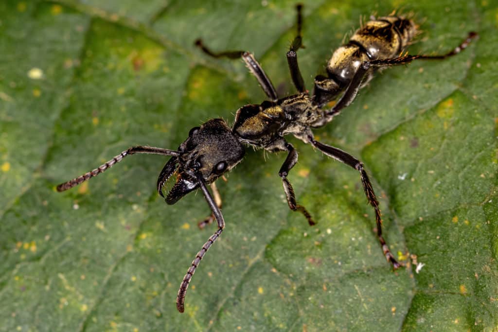 Adult Female Ponerine Ant of the of the Genus Neoponera