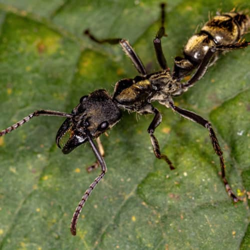 Adult Female Ponerine Ant