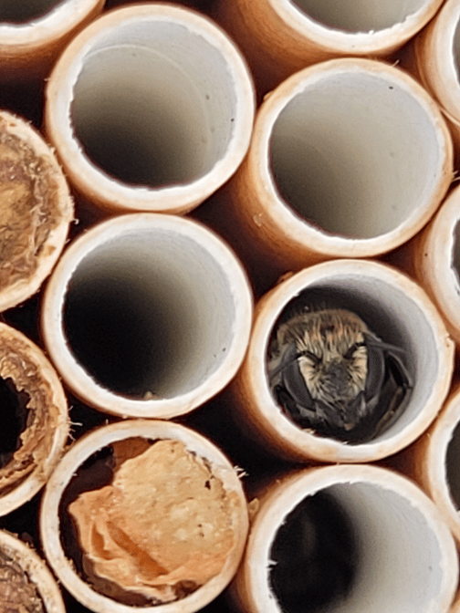 leaf-cutting bees for pollination