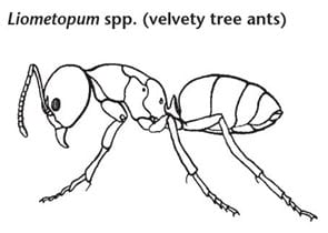 velvety tree-ant