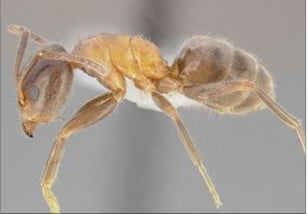 velvety tree-ant