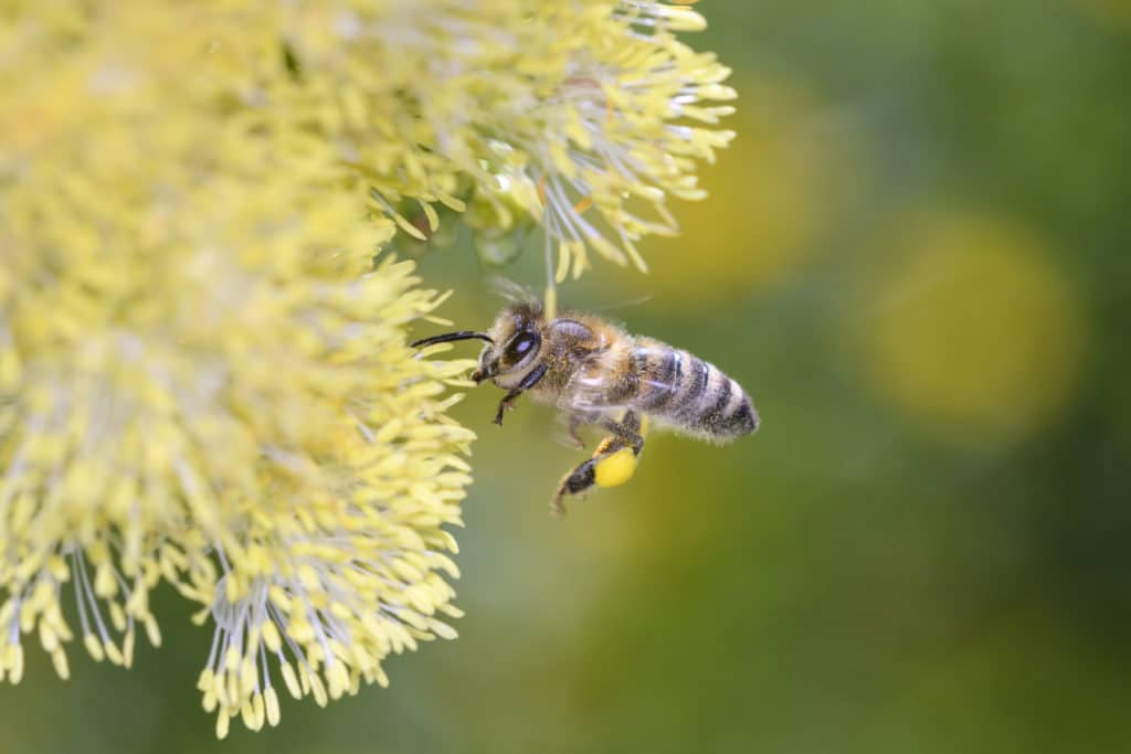 bee pollinator - climate change and insects