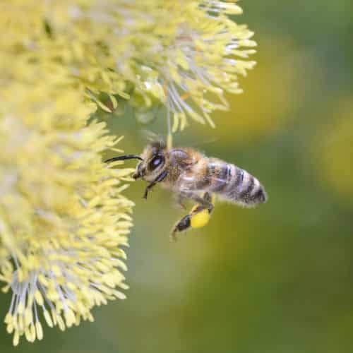 bee pollinator - climate change and insects