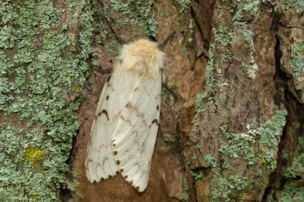 female gypsy moth on tree bark