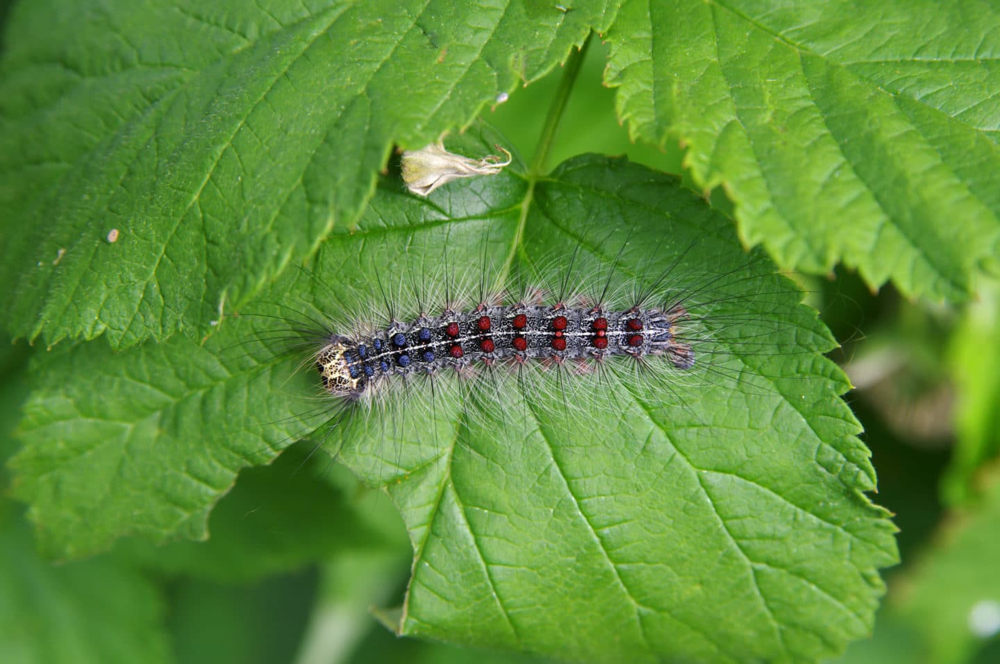 gypsy moth caterpillar on leaf