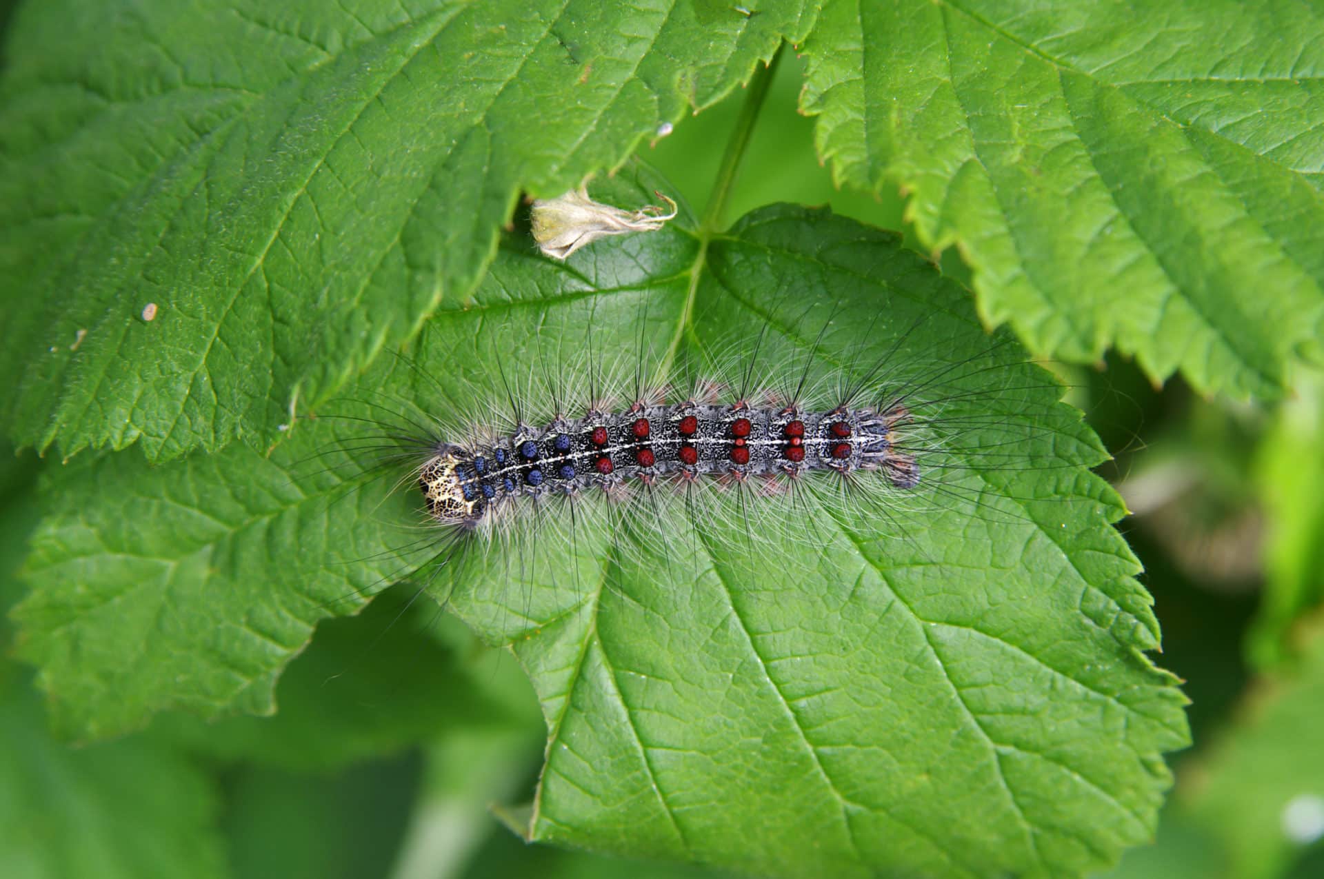 Gypsy Moths Ny 2024 - Letty Olympie