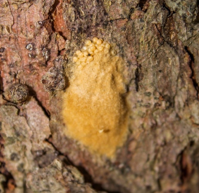 gypsy moth eggs on tree bark