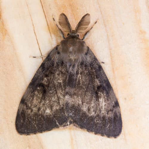 Male Gypsy Moth