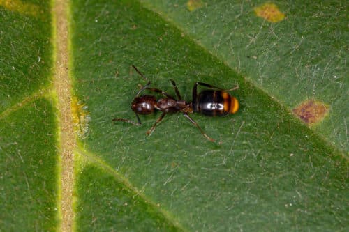 Adult Female Odorous House Ant