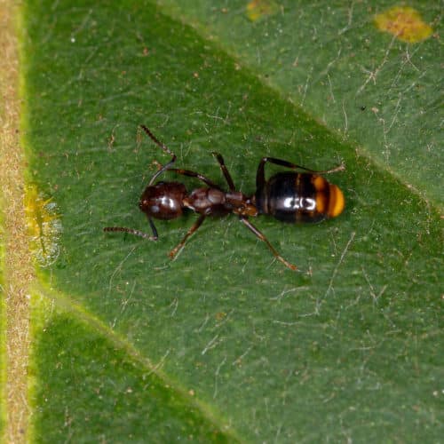 Adult Female Odorous House Ant
