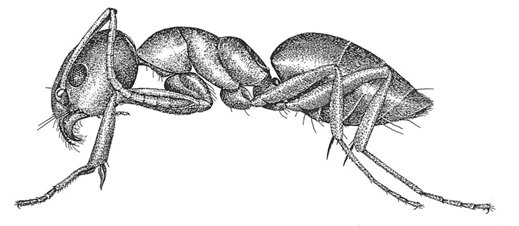 Odorous House Ants (aka tapinoma sessile)
