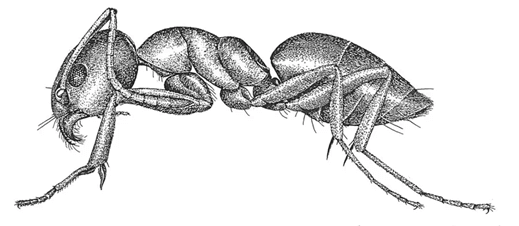 Odorous House Ants (aka tapinoma sessile) 