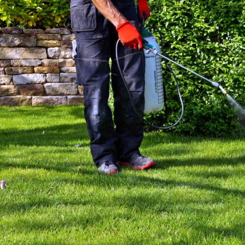 spraying lawn pesticides