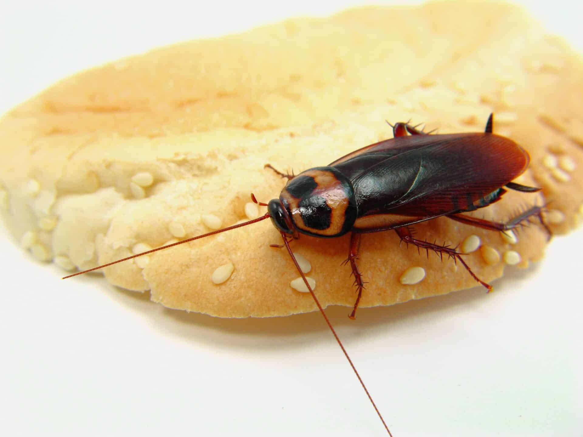 Palmetto Bugs vs Cockroaches