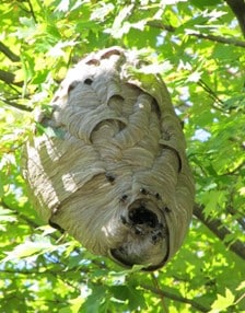 bald faced hornets nest