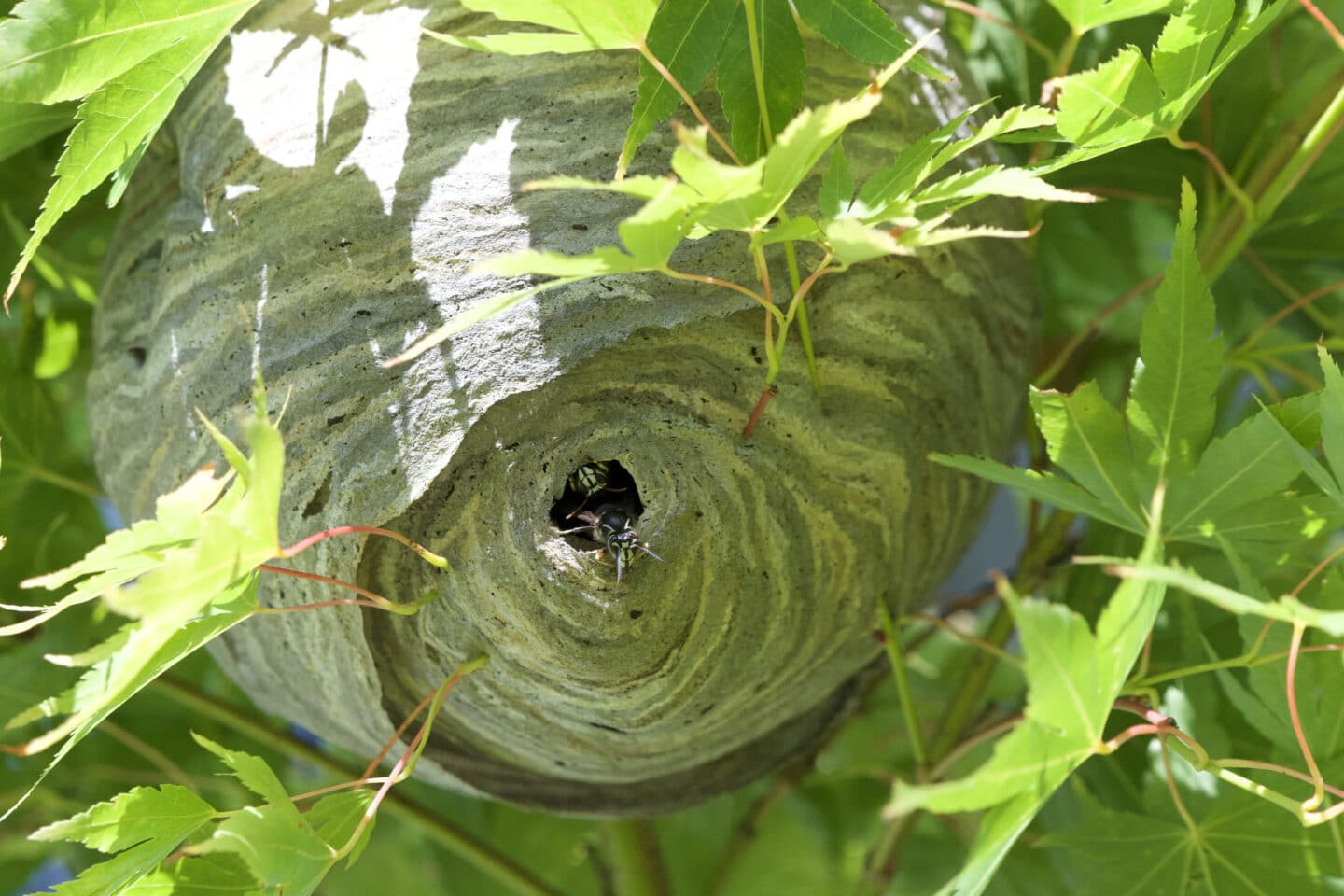 bald faced hornets nest