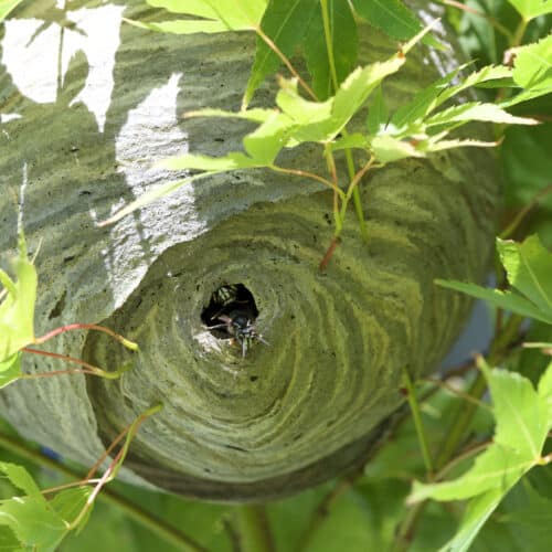 bald faced hornets nest