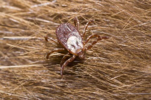 Rocky Mountain Wood Tick - Cascade Pest Control