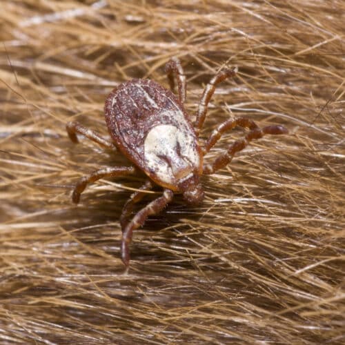 Rocky Mountain Wood Tick - Cascade Pest Control