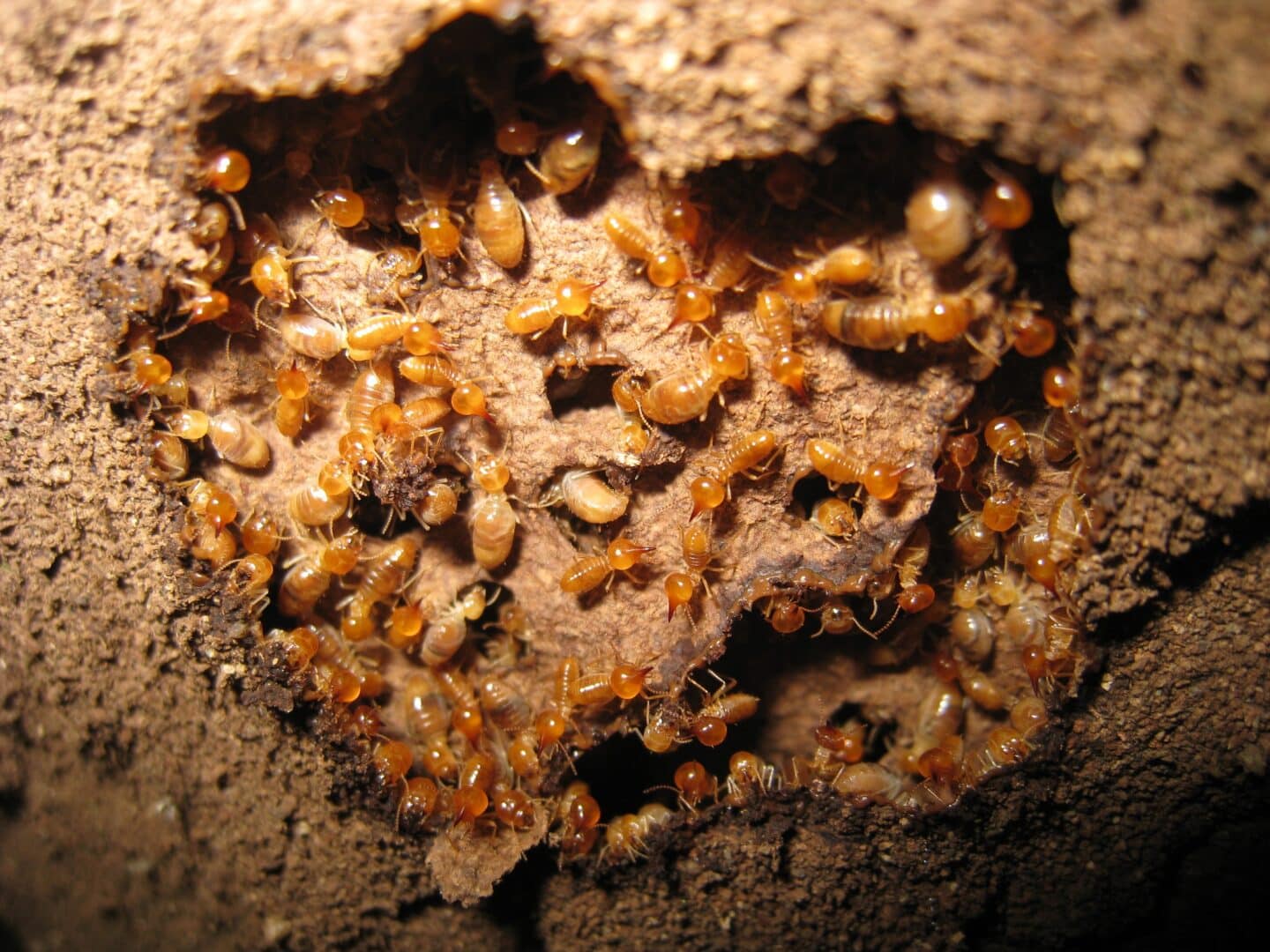 Subterranean termites