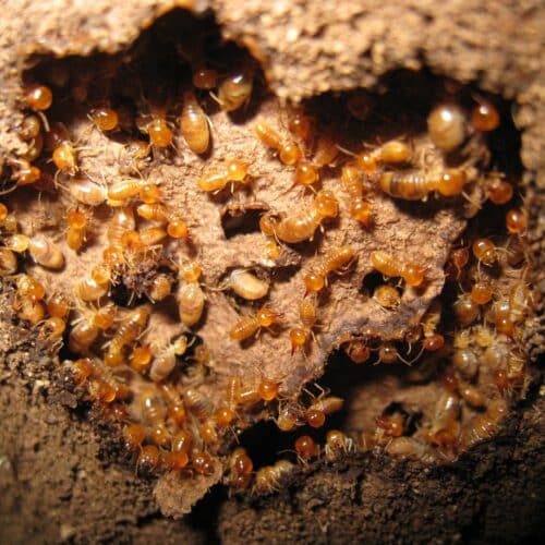 Subterranean termites