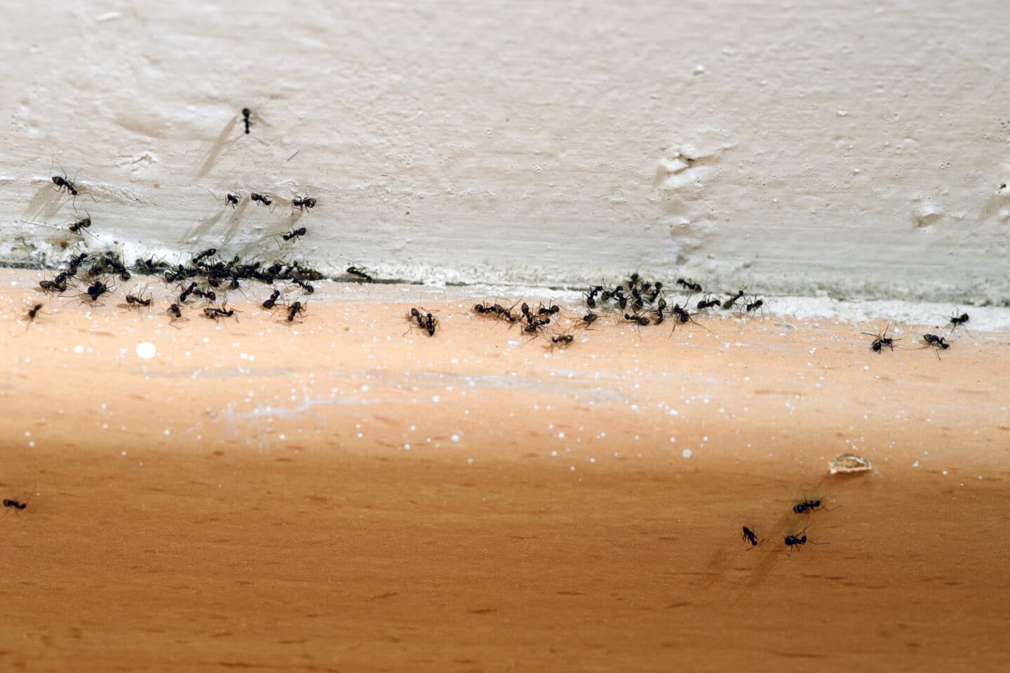 ant infestation in a home