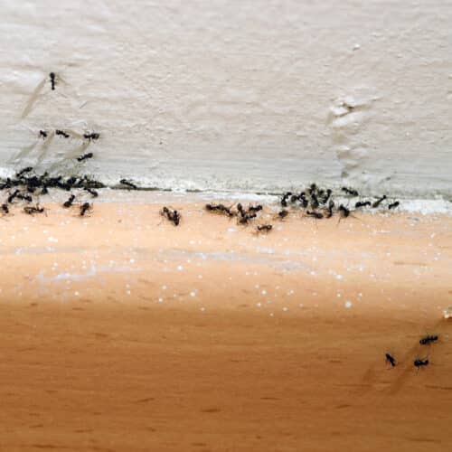 ant infestation in a home