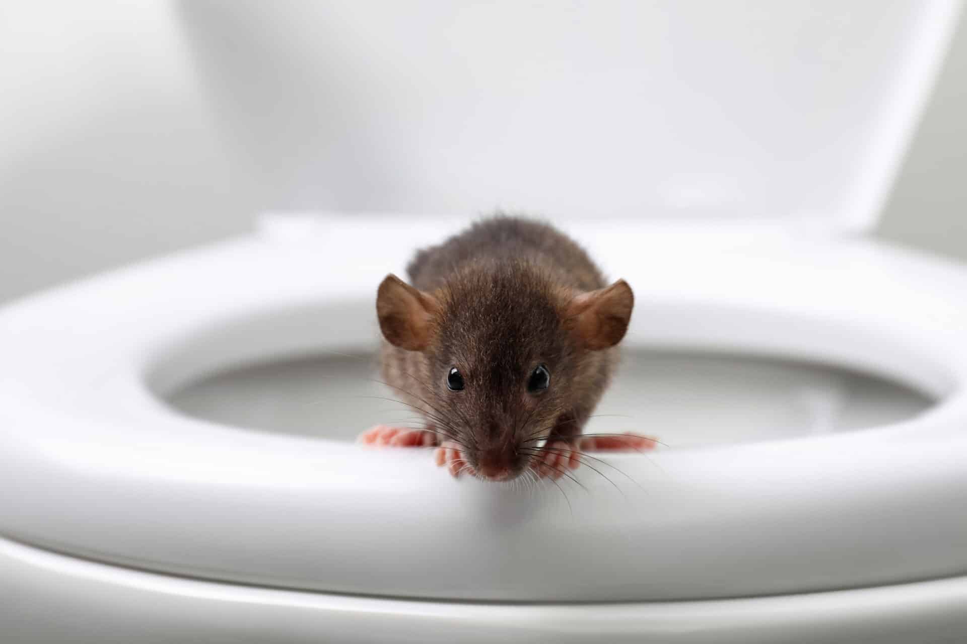 Seriously, Can Rats Get In Your Toilet?