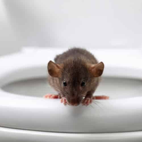 rat in toilet