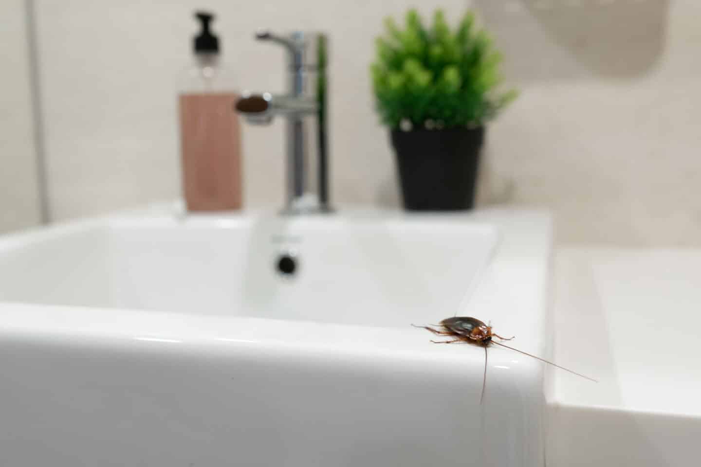 bathroom pests