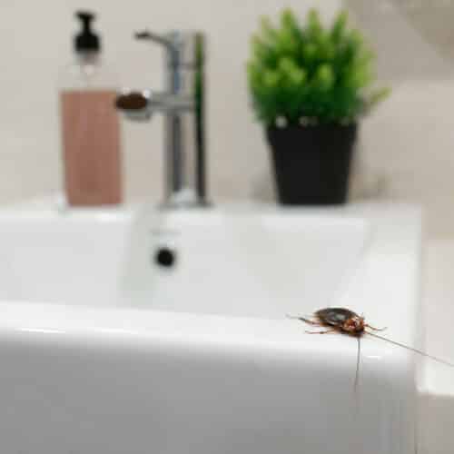 bathroom pests