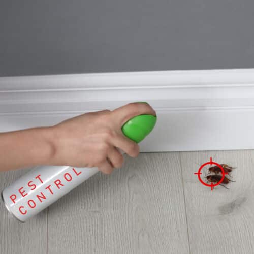 DIY pest control