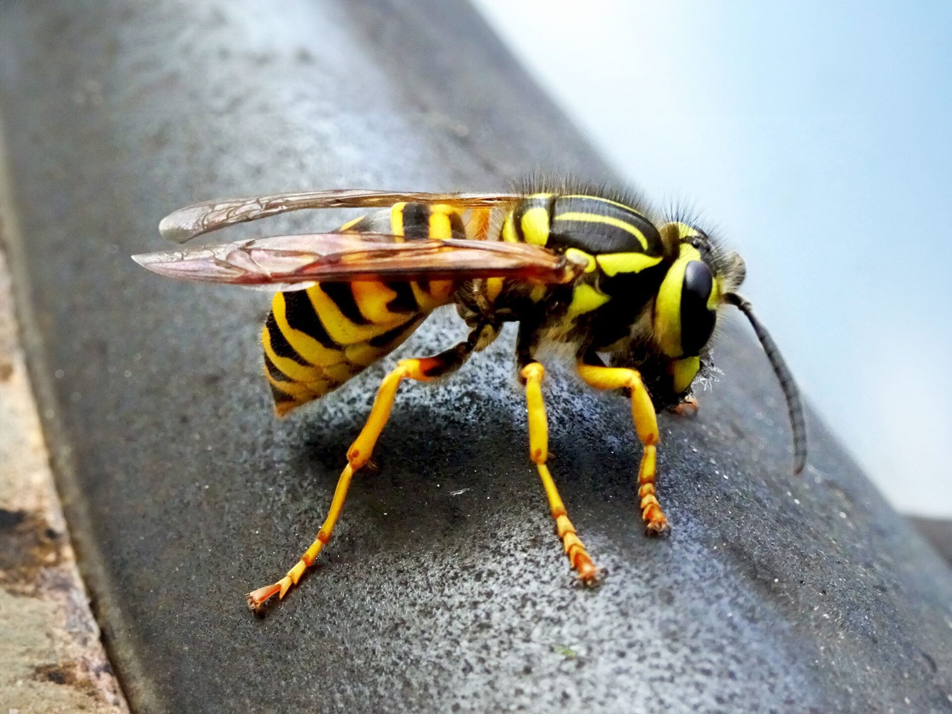 Wasp Removal & Control