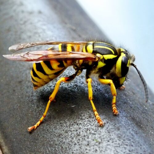 Wasp Control