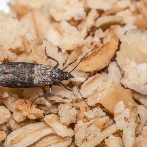 indian-meal moth on oatmeal