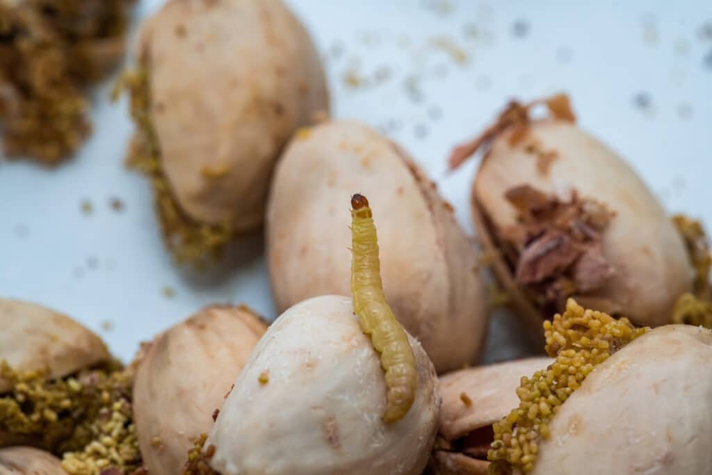 Caterpillar (larva) of pantry moth on pistachio nut.