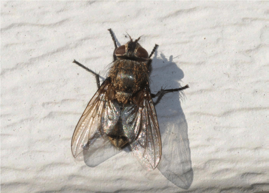 cluster flies