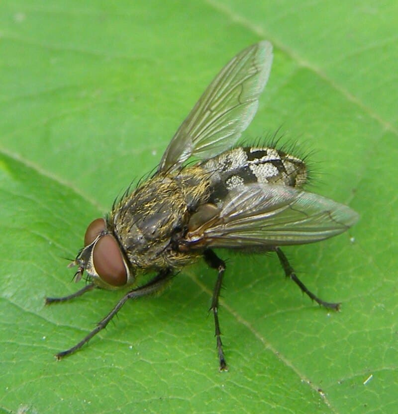 cluster fly