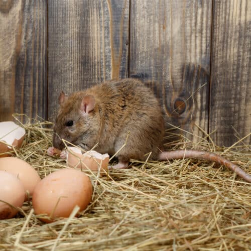 rat eating eggs in chicken coop