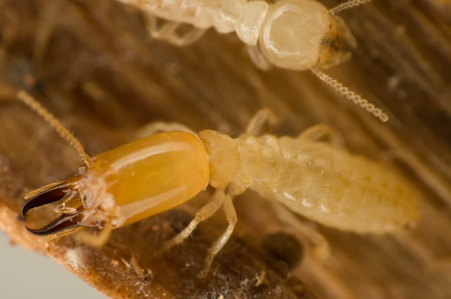 subterranean termites