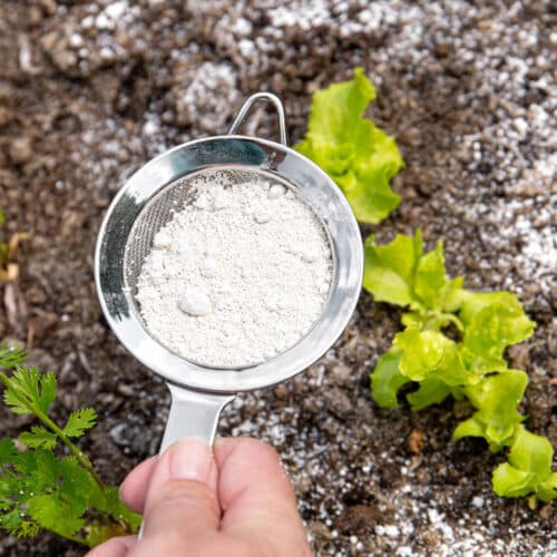 Diatomaceous earth